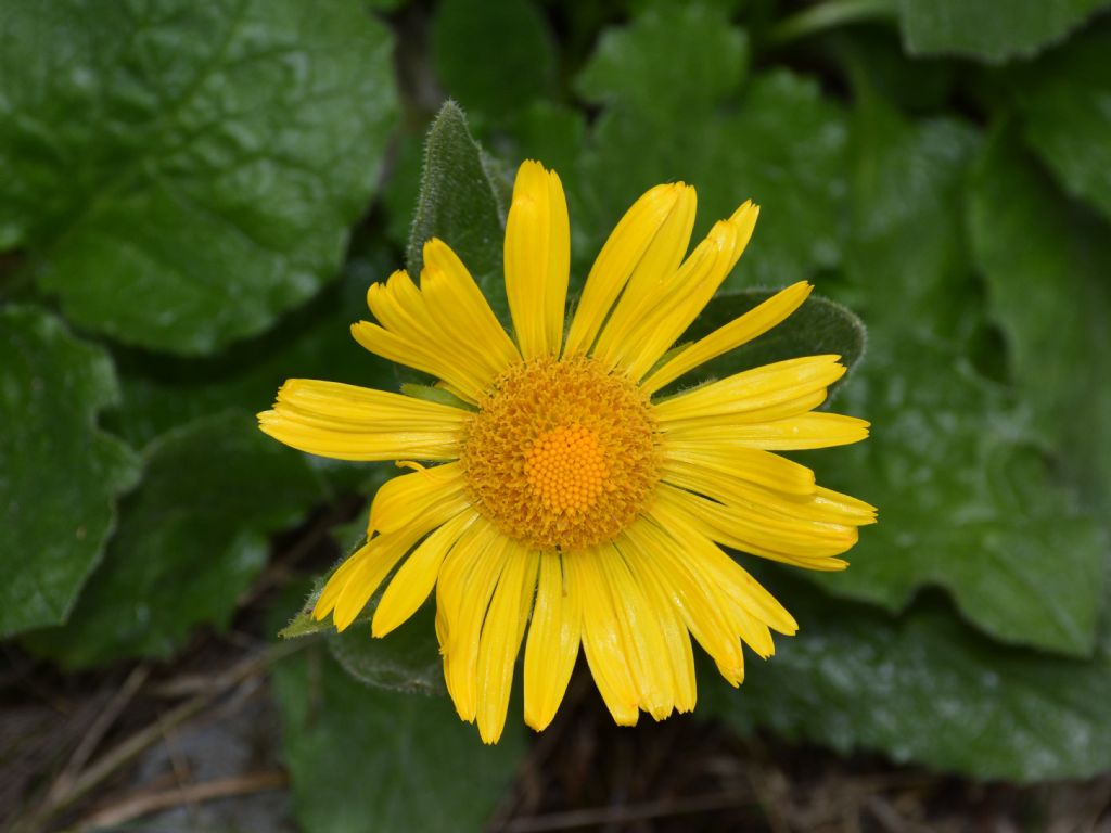 Doronicum grandiflorum